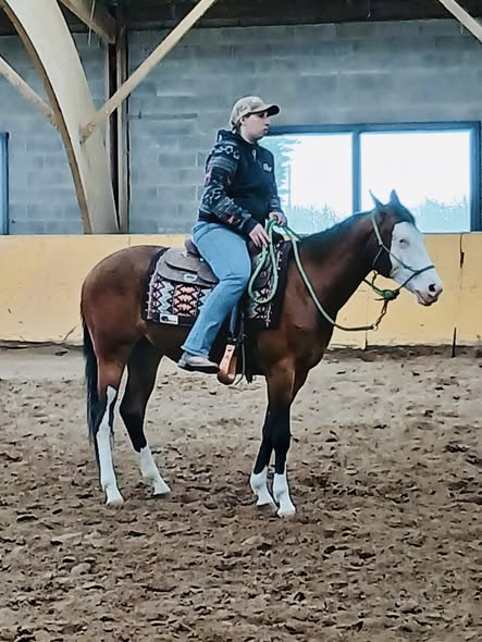 Demi-pension : plusieurs chevaux de club disponibles